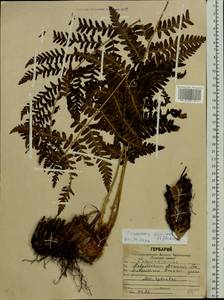 Dryopteris filix-mas (L.) Schott, Eastern Europe, Central region (E4) (Russia)