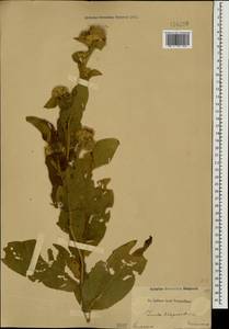 Inula thapsoides (M. Bieb.) Spreng., Caucasus (no precise locality) (K0)