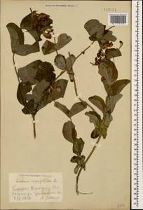 Lonicera caprifolium L., Caucasus, Georgia (K4) (Georgia)