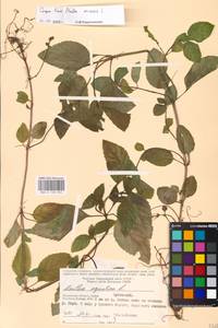MHA 0 158 056, Mentha arvensis L., Eastern Europe, Central region (E4) (Russia)