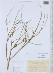 Goldbachia pendula Botsch., Middle Asia, Karakum (M6) (Turkmenistan)