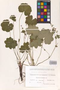 Alchemilla nemoralis Alechin, Eastern Europe, Eastern region (E10) (Russia)