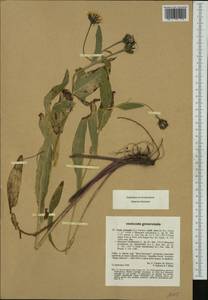Crepis pyrenaica (L.) Greuter, Western Europe (EUR) (France)