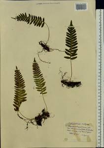 Polypodium vulgare L., Eastern Europe, North Ukrainian region (E11) (Ukraine)