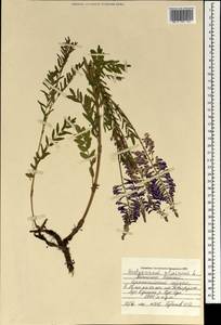 Hedysarum alpinum L., Mongolia (MONG) (Mongolia)