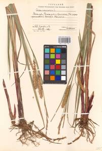 Carex vesicaria L., Eastern Europe, Moscow region (E4a) (Russia)