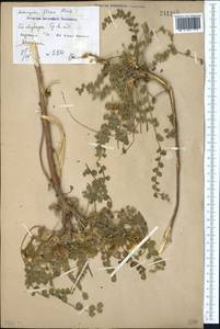 Astragalus flexus Fisch., Middle Asia, Syr-Darian deserts & Kyzylkum (M7) (Uzbekistan)