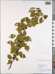 Prunus tomentosa Thunb., Eastern Europe, Middle Volga region (E8) (Russia)