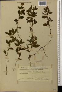 Lathyrus laxiflorus (Desf.)Kuntze, Caucasus, Azerbaijan (K6) (Azerbaijan)