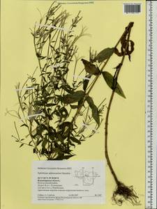 Epilobium ciliatum subsp. ciliatum, Eastern Europe, Central region (E4) (Russia)