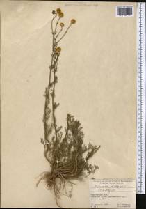 Tripleurospermum disciforme (C. A. Mey.) Sch. Bip., Middle Asia, Pamir & Pamiro-Alai (M2) (Kyrgyzstan)