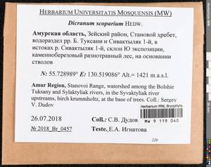 Dicranum scoparium Hedw., Bryophytes, Bryophytes - Russian Far East (excl. Chukotka & Kamchatka) (B20) (Russia)