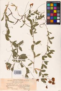 Lathyrus tuberosus L., Eastern Europe, Lower Volga region (E9) (Russia)