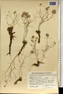 Limonium tenellum (Turcz.) Kuntze, Mongolia (MONG) (Mongolia)