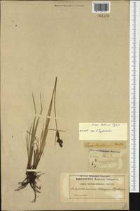Carex hartmanii Cajander, Western Europe (EUR) (Sweden)