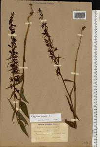 Epipactis purpurata Sm. , nom. cons., Eastern Europe, South Ukrainian region (E12) (Ukraine)