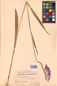 Gladiolus imbricatus L., Eastern Europe, West Ukrainian region (E13) (Ukraine)
