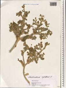 Mesembryanthemum crystallinum L., South Asia, South Asia (Asia outside ex-Soviet states and Mongolia) (ASIA) (Israel)