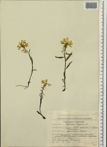 Pedicularis lapponica L., Siberia, Yakutia (S5) (Russia)
