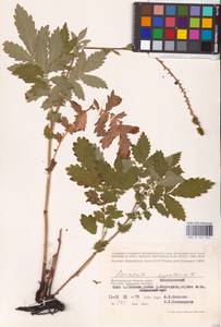 Agrimonia eupatoria L., Eastern Europe, Lower Volga region (E9) (Russia)