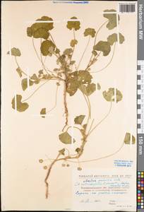 Malva pusilla Sm., Eastern Europe, North Ukrainian region (E11) (Ukraine)