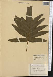 Phlebodium aureum (L.) J. Sm., America (AMER) (Not classified)