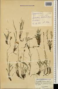 Campanula stevenii M.Bieb., Caucasus, Armenia (K5) (Armenia)