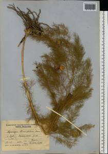 Asparagus tenuifolius Lam., Eastern Europe, Moldova (E13a) (Moldova)