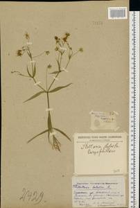 Rabelera holostea (L.) M. T. Sharples & E. A. Tripp, Eastern Europe, North-Western region (E2) (Russia)