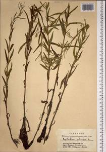 Epilobium palustre L., Siberia, Altai & Sayany Mountains (S2) (Russia)