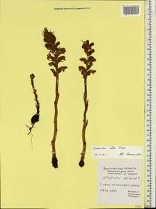 Orobanche alba, Eastern Europe, Central forest-and-steppe region (E6) (Russia)