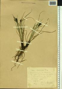 Carex eleusinoides Turcz. ex Kunth, Siberia, Yakutia (S5) (Russia)