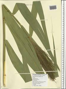 Phragmites australis subsp. isiacus (Arcang.) ined., Eastern Europe, North-Western region (E2) (Russia)
