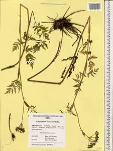 Conioselinum tataricum Hoffm., Eastern Europe, Northern region (E1) (Russia)