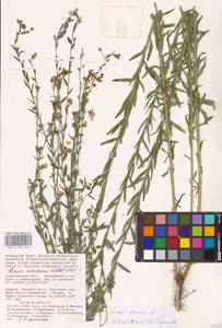 Linum perenne L., Eastern Europe, Lower Volga region (E9) (Russia)