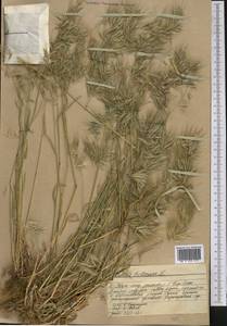 Bromus tectorum L., Middle Asia, Western Tian Shan & Karatau (M3) (Kazakhstan)