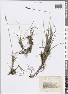 Carex bigelowii subsp. arctisibirica (Jurtzev) Á.Löve & D.Löve, Siberia, Western Siberia (S1) (Russia)