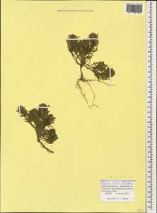 Ajuga chamaepitys subsp. chia (Schreb.) Arcang., Caucasus, Krasnodar Krai & Adygea (K1a) (Russia)