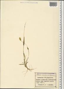 Setaria viridis (L.) P.Beauv., Caucasus, Armenia (K5) (Armenia)
