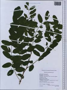 Robinia pseudoacacia L., Western Europe (EUR) (Germany)