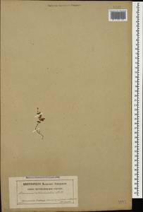 Arenaria rotundifolia M. Bieb., Caucasus, North Ossetia, Ingushetia & Chechnya (K1c) (Russia)