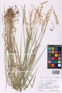 Trisetum flavescens (L.) P.Beauv., Eastern Europe, North-Western region (E2) (Russia)