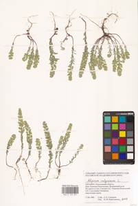 Alyssum alyssoides (L.) L., Eastern Europe, South Ukrainian region (E12) (Ukraine)