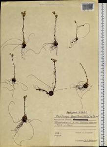 Saxifraga flagellaris, Siberia, Chukotka & Kamchatka (S7) (Russia)