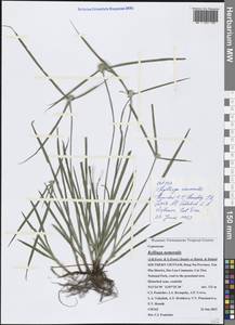 Cyperus mindorensis (Steud.) Huygh, South Asia, South Asia (Asia outside ex-Soviet states and Mongolia) (ASIA) (Vietnam)