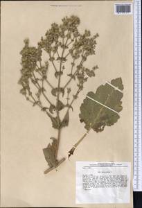 Salvia aethiopis L., Middle Asia, Pamir & Pamiro-Alai (M2) (Uzbekistan)