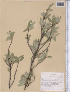 Elaeagnus commutata Bernh. ex Rydb., America (AMER) (United States)