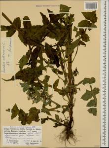 Sonchus oleraceus L., Caucasus, North Ossetia, Ingushetia & Chechnya (K1c) (Russia)