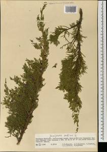 Juniperus sabina L., Mongolia (MONG) (Mongolia)