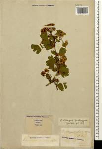 Crataegus pentagyna Waldst. & Kit. ex Willd., Caucasus, Stavropol Krai, Karachay-Cherkessia & Kabardino-Balkaria (K1b) (Russia)